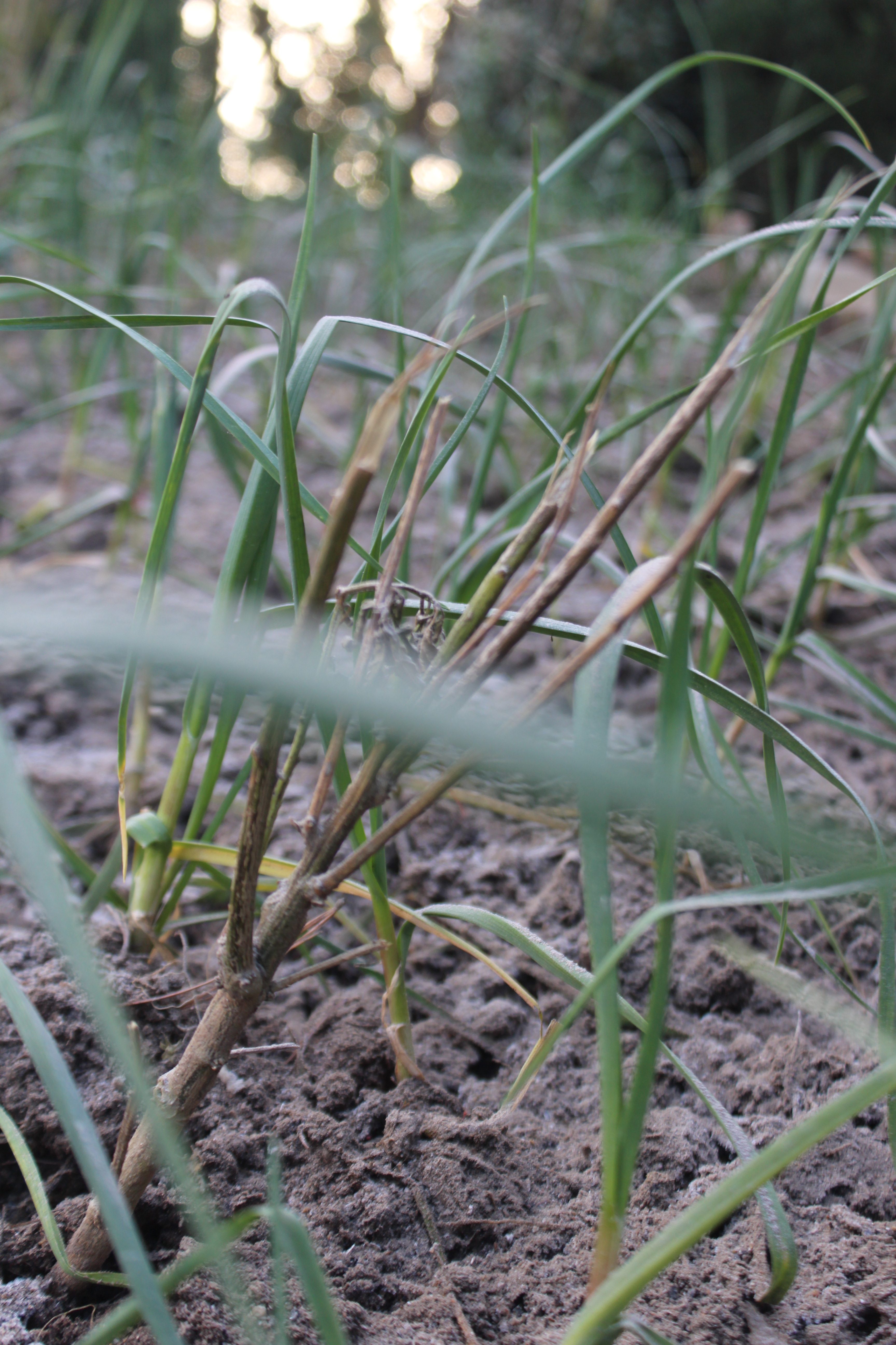 Close-up view of green grass and plants growing in dry soil, with a blurred background.
